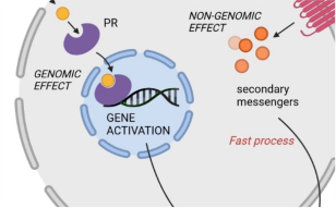 Progestational Injection